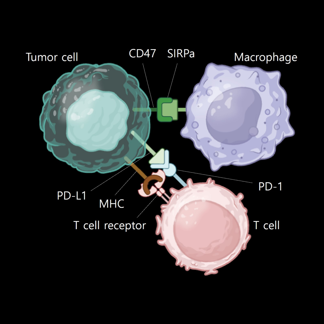 Macrophage_main