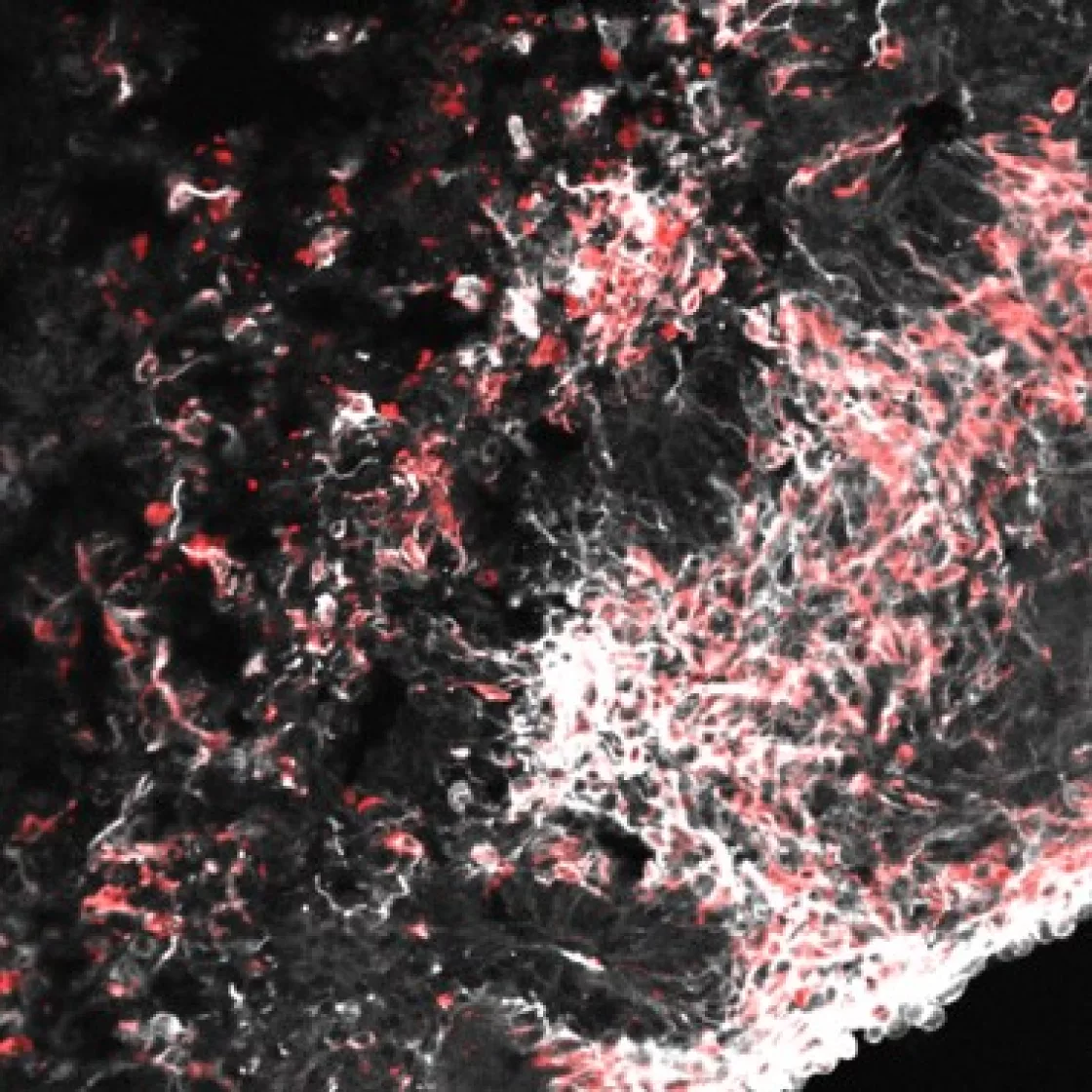 Midbrain Organoid_main