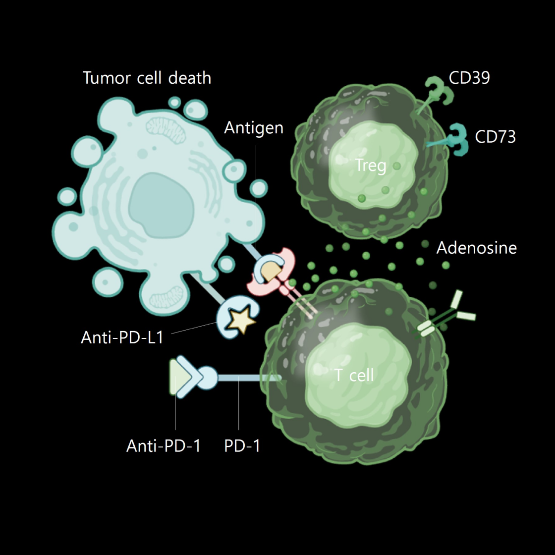 Regulatory T cell_main