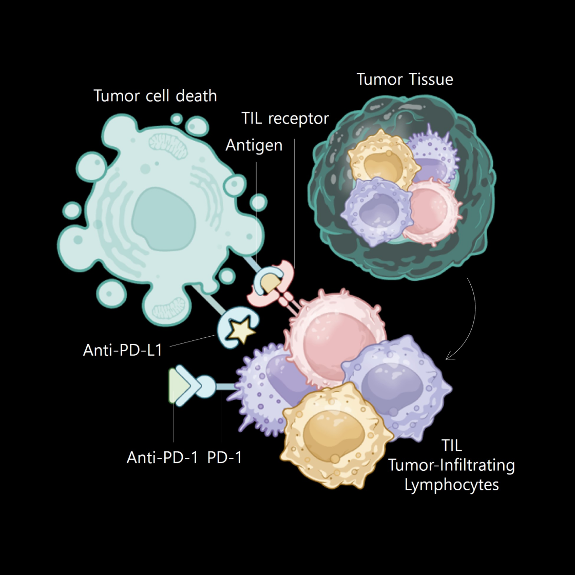 Tumor-Infiltrating Lymphocyte_main